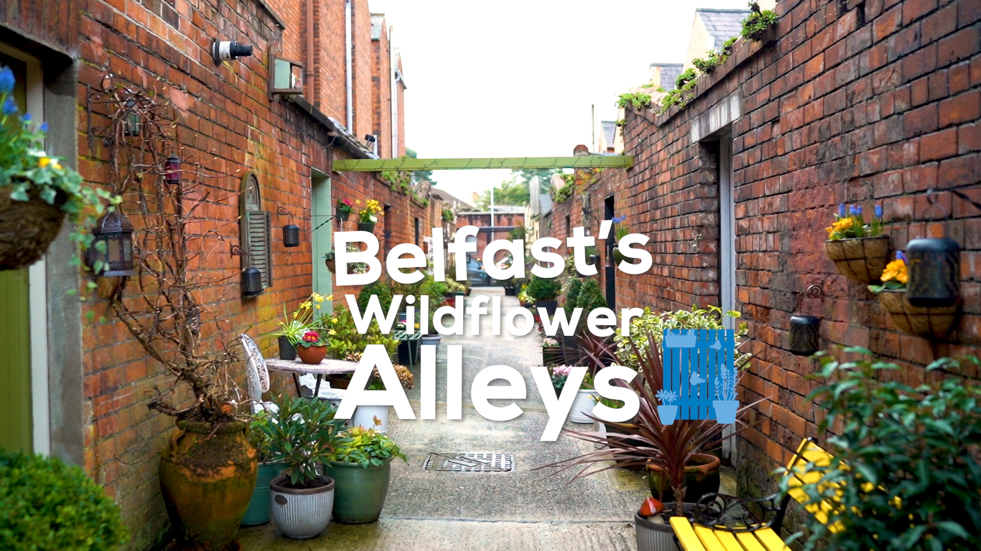 Belfast's Wildflower Alleys - Documentary Short (2022)